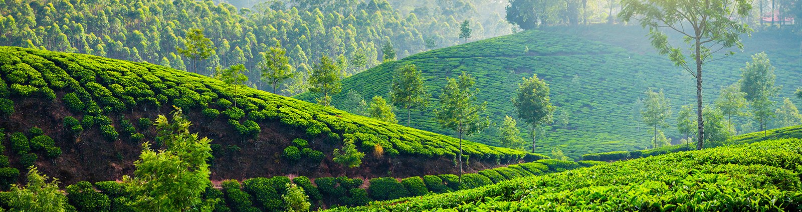 A stroll through Connemara tea plantation, the tea heaven of Thekkady