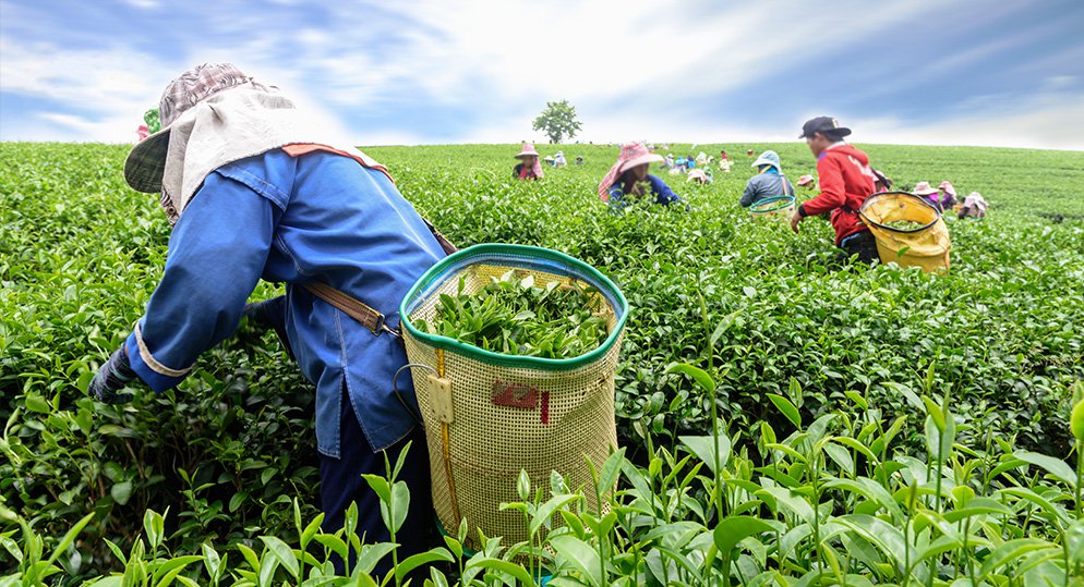 A stroll through Connemara tea plantation, the tea heaven of Thekkady