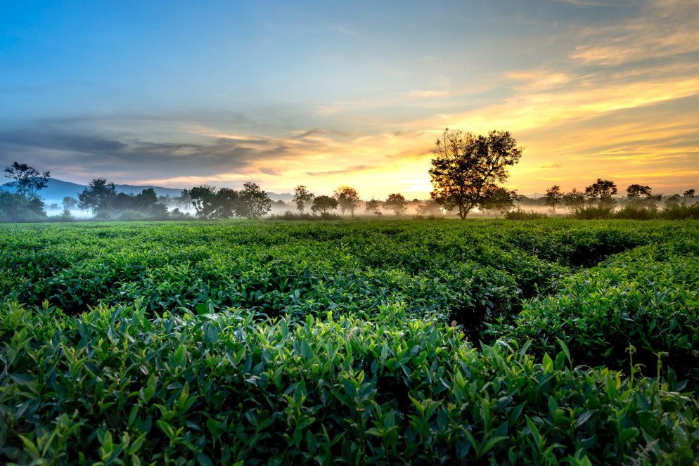 Tea Plantations of Thekkady 